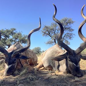 Hunting Kudu In Namibia