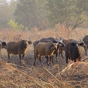 West African Savannah Buffalo Benin