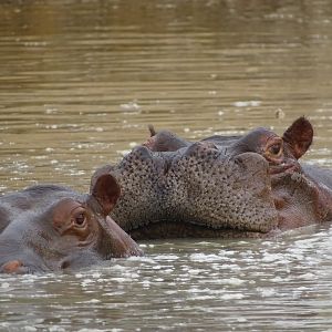 Buffalo Benin Wildlife