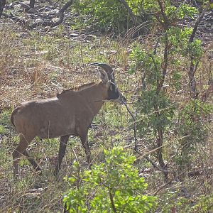 Roan WildlifeBenin