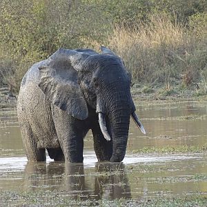 Wildlife Elephant Benin