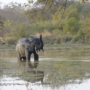 Wildlife Elephant Benin