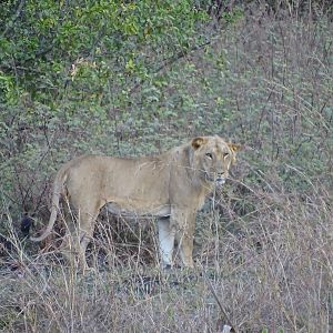 Benin Wildlife Lion