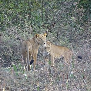 Lioness Benin Wildlife