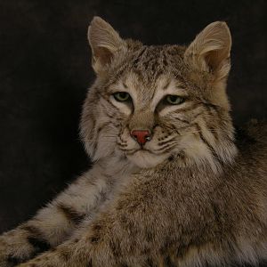 Bobcat Mount Taxidermy