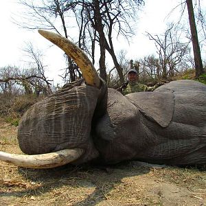 Hunt Zimbabwe Elephant