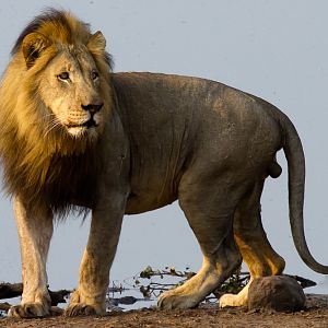 Shortly after this pic was taken this lion was killed in a snare and its head & feet cut off by poachers! we have a problem in Africa, a big problem!