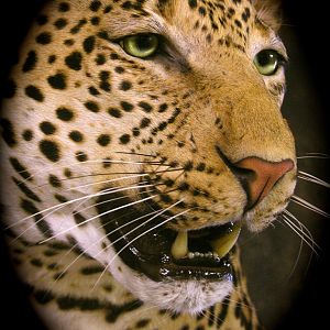 Leopard Taxidermy Close Up!