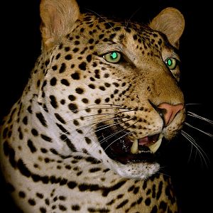 Leopard Taxidermy Close Up! In The Spotlight