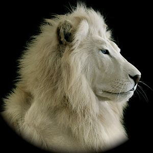 Gorgeous Lion Taxidermy