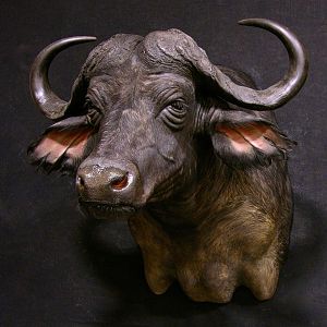 Buffalo Taxidermy