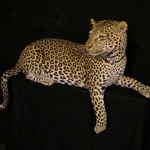 Leopard Taxidermy