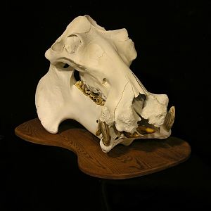 Hippo Skull Taxidermy