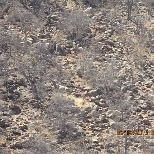 Greater Kudu Hunt Namibia