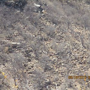 Greater Kudu Hunt Namibia