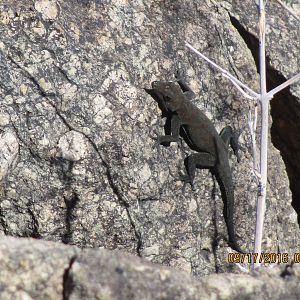 Lizard Namibia