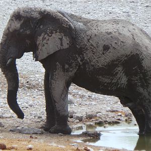 Elephant Etosha National Park Namibia