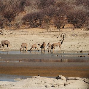 Greater Kudu Namibia