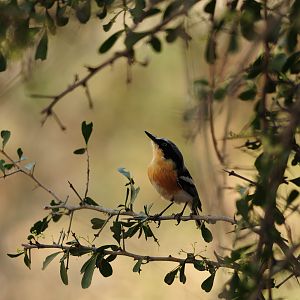 Pririt Batis Namibia