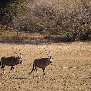 Gemsbok Namibia