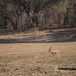 Springbok Namibia