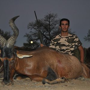 Red Hartebeest Namibia