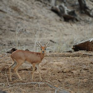 Steenbok Namibia