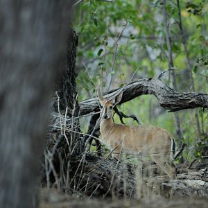 Duiker Namibia