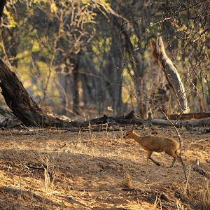 Media 'Klipspringer Namibia' in category 'Nature & Wildlife Africa'