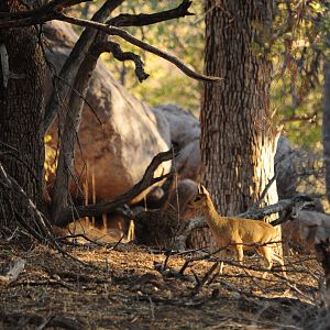 Klipspringer Namibia