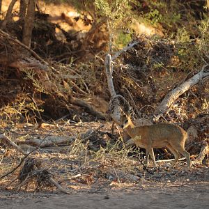 Klipspringer Namibia