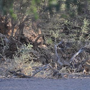 Klipspringer Namibia