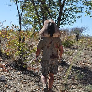 Gemsbok being retrieved from the bush