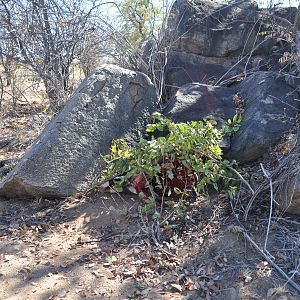 Hiding Gemsbok meat until we can retrieve it