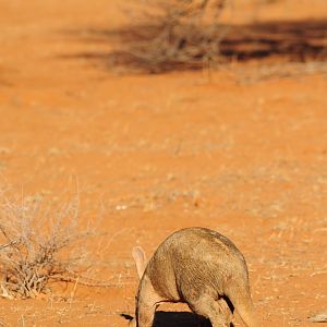 Aardvark Namibia