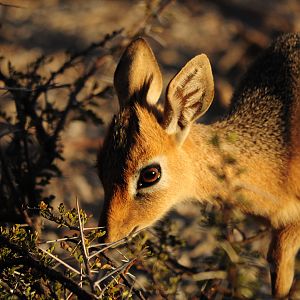 Damara Dik-Dik Namibia