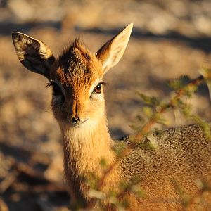 Damara Dik-Dik Namibia