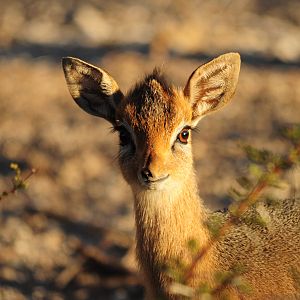 Damara Dik-Dik Namibia