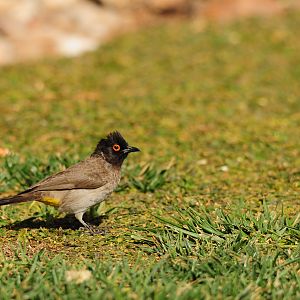 Maskedweaver Namibia