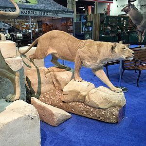 Lioness full mount taxidermy