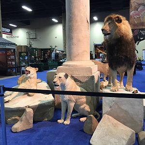 Lion full mount taxidermy