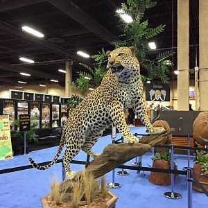 Leopard full mount taxidermy