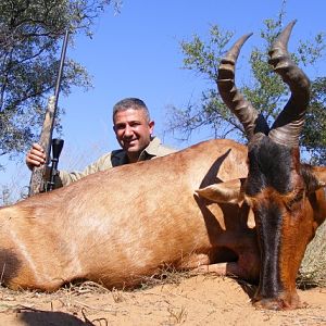 Red Hartebeest Hunting in South Africa