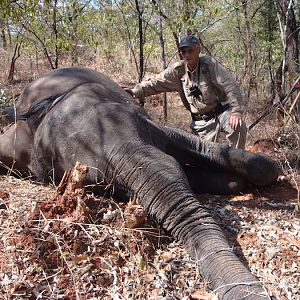 ZimbabweTuskless  Elephant Hunting