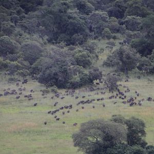 Buffalo Kasonso Busanga Zambia