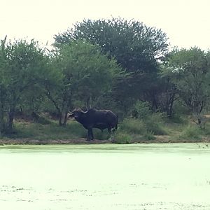 Buffalo