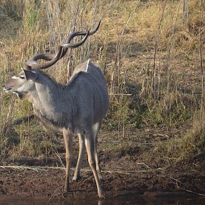 Kudu South Africa