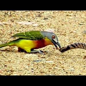BIRD vs SNAKE - Snake Uses Clever Technique to get Away