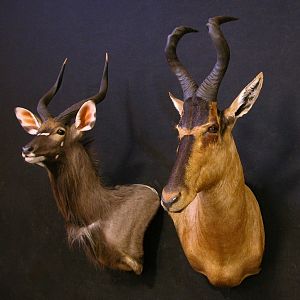 Red Hartebeest & Nyala Shoulder Mount Taxidermy