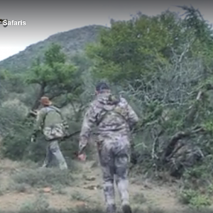 Hunting With Leopards Valley Safaris